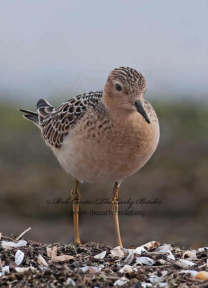 Calidris subruficollis  BUFF-BREASTED SANDPIPER 3009501z