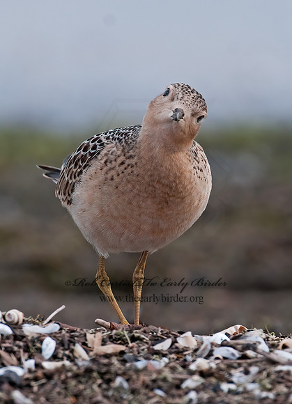Calidris subruficollis  BUFF-BREASTED SANDPIPER 3009500z
