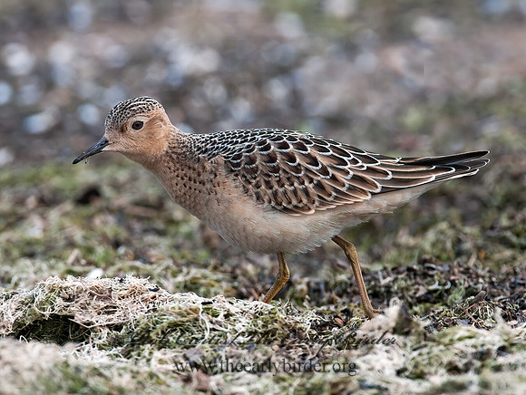 Calidris subruficollis  BUFF-BREASTED SANDPIPER 3009498z