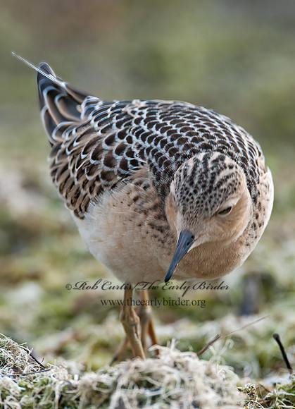 Calidris subruficollis  BUFF-BREASTED SANDPIPER 3009488z