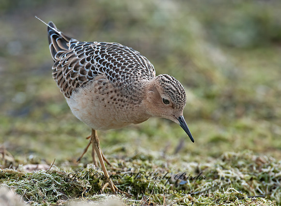Calidris subruficollis  BUFF-BREASTED SANDPIPER 3009487z