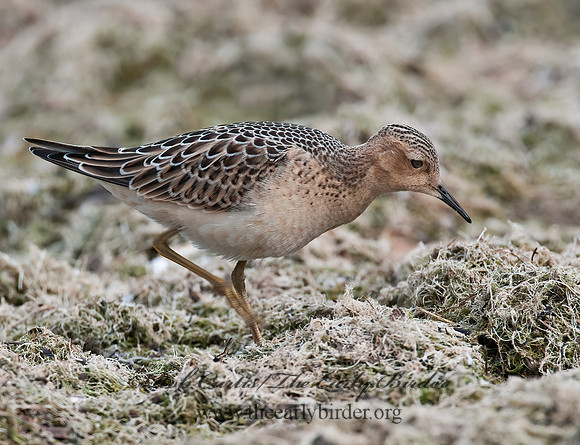 Calidris subruficollis  BUFF-BREASTED SANDPIPER 3009483z