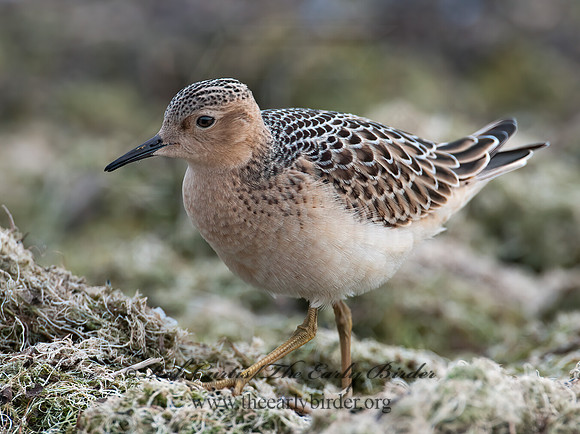 Calidris subruficollis  BUFF-BREASTED SANDPIPER 3009482z
