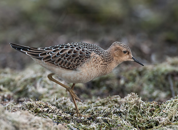 Calidris subruficollis  BUFF-BREASTED SANDPIPER 3009474z