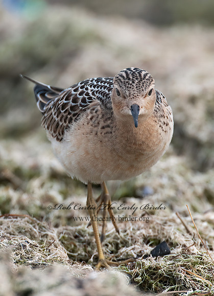 Calidris subruficollis  BUFF-BREASTED SANDPIPER 3009473z