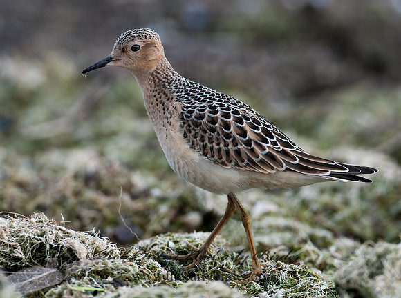 Calidris subruficollis  BUFF-BREASTED SANDPIPER 3009480z
