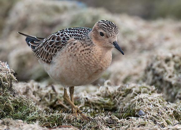 Calidris subruficollis  BUFF-BREASTED SANDPIPER 3009471z
