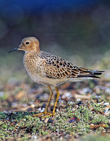 Calidris subruficollis  BUFF-BREASTED SANDPIPER 136235z