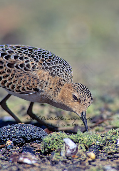 Calidris subruficollis  BUFF-BREASTED SANDPIPER 136124z