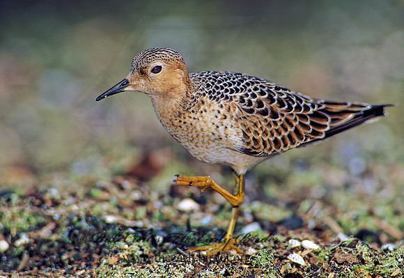 Calidris subruficollis  BUFF-BREASTED SANDPIPER 136213z