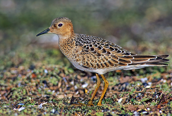 Calidris subruficollis  BUFF-BREASTED SANDPIPER 136134z