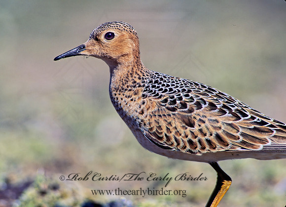 Calidris subruficollis  BUFF-BREASTED SANDPIPER 136126z