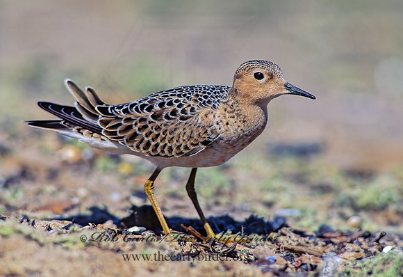 Calidris subruficollis  BUFF-BREASTED SANDPIPER 136120z