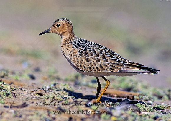 Calidris subruficollis  BUFF-BREASTED SANDPIPER 136117z