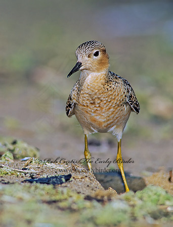 Calidris subruficollis  BUFF-BREASTED SANDPIPER 136110z