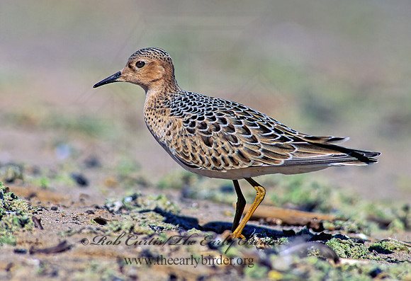 Calidris subruficollis  BUFF-BREASTED SANDPIPER 136113z