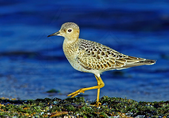 Calidris subruficollis  BUFF-BREASTED SANDPIPER 135934z