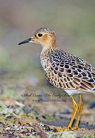 Calidris subruficollis  BUFF-BREASTED SANDPIPER 136106z
