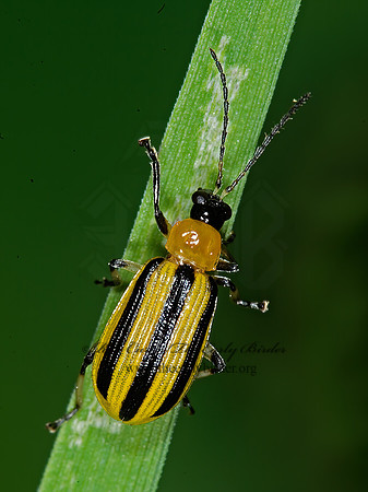 Acalymma vittata 6016008z