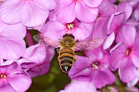 Apis mellifera WESTERN HONEYBEE 5011950z