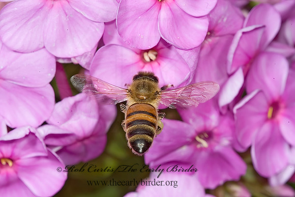 Apis mellifera  WESTERN HONEYBEE 5011950z