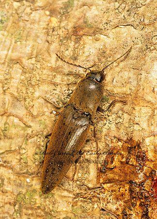Neotrichophorus carolinensis 260825 z