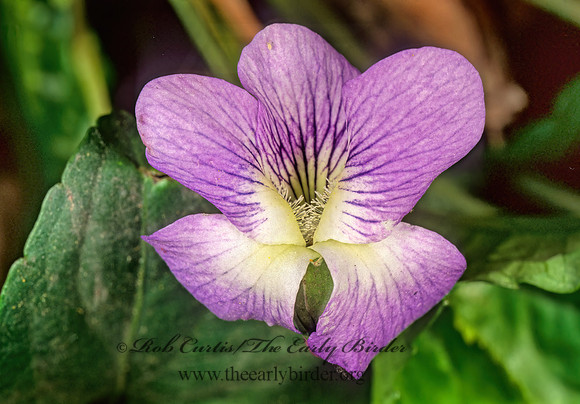 Viola affinis  LE CONTE'S VIOLET 265614z