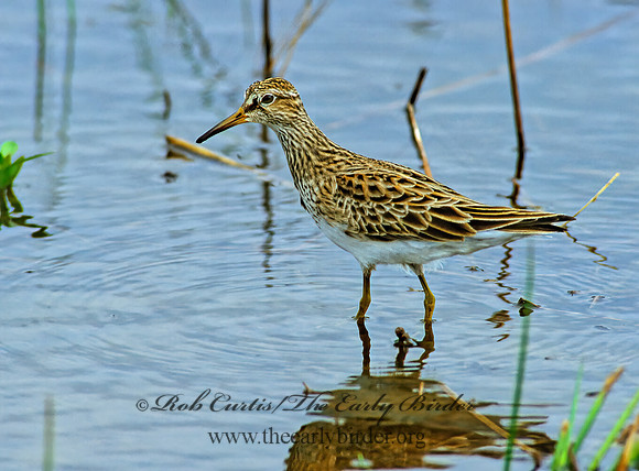 Calidris melanotus  PECTORAL SANDPIPER 203821z