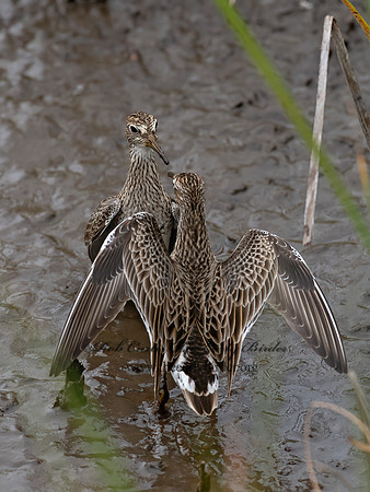 Calidris melanotos  PECTORAL SANDPIPER 6039305z