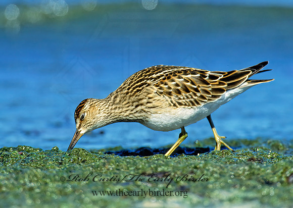 Calidris melanotus  PECTORAL SANDPIPER 309124z
