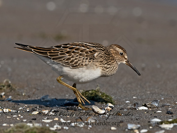 Calidris melanotus  PECTORAL SANDPIPER 3009102z