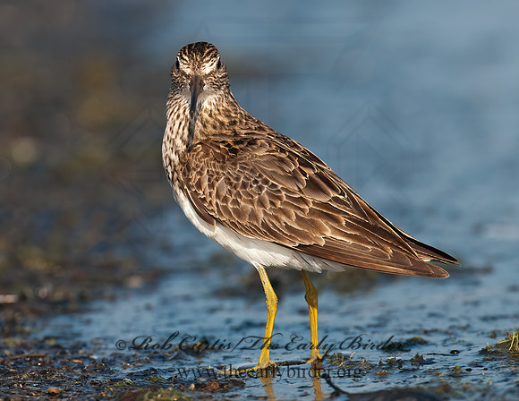 Calidris melanotus  PECTORAL SANDPIPER 3009106z