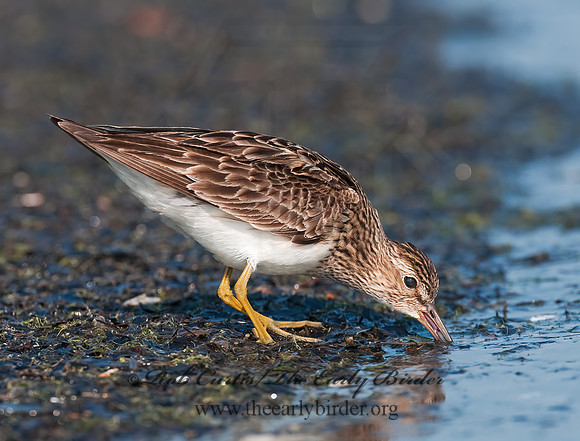 Calidris melanotus  PECTORAL SANDPIPER 3009108z