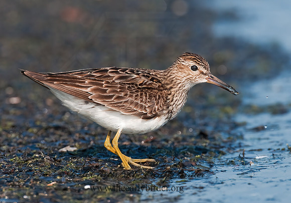 Calidris melanotus  PECTORAL SANDPIPER 3009109z