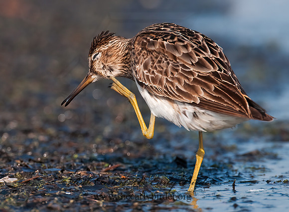 Calidris melanotus  PECTORAL SANDPIPER 3009115z