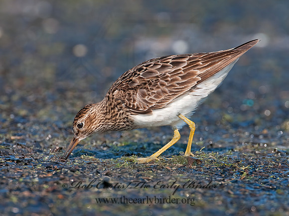 Calidris melanotus  PECTORAL SANDPIPER 3009119z