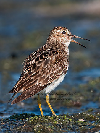Calidris melanotus  PECTORAL SANDPIPER 3009123z