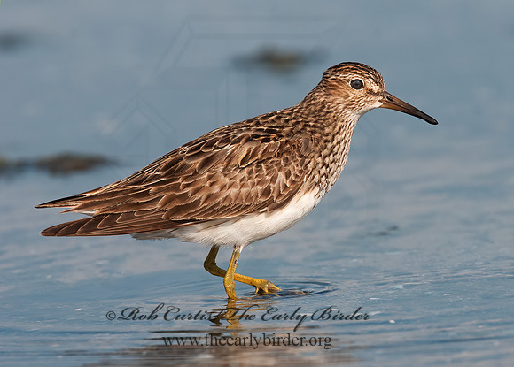 Calidris melanotus  PECTORAL SANDPIPER 3009130z