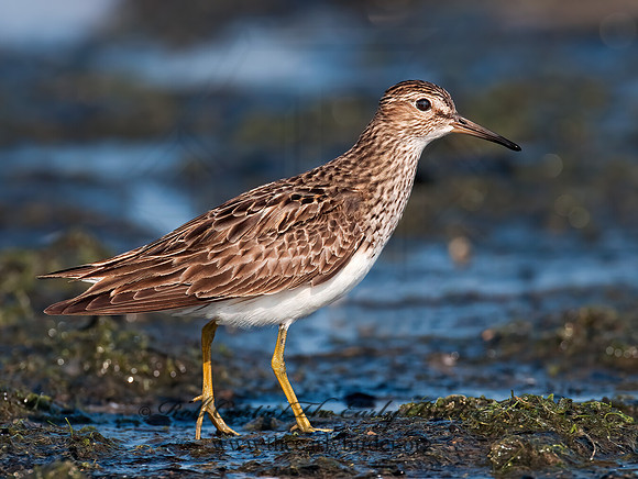 Calidris melanotus  PECTORAL SANDPIPER 3009122z
