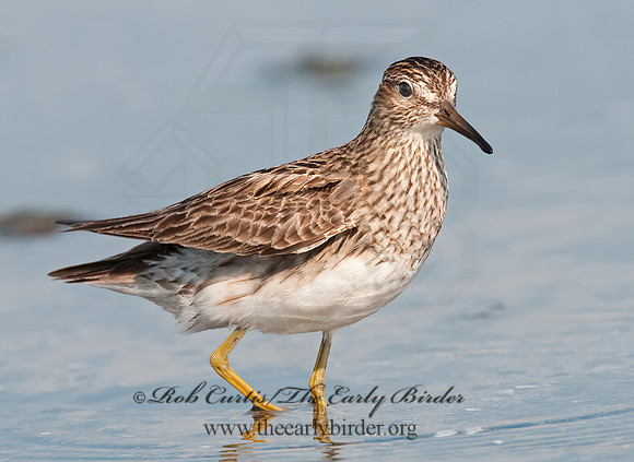 Calidris melanotus  PECTORAL SANDPIPER 3009131z