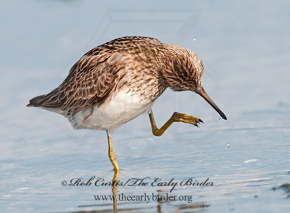 Calidris melanotus  PECTORAL SANDPIPER 3009135z