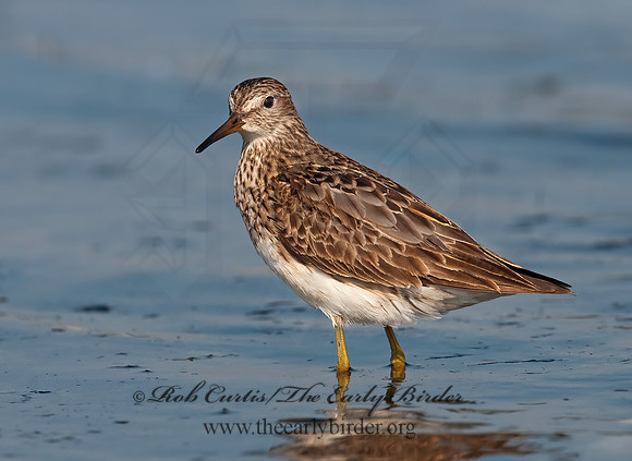 Calidris melanotus  PECTORAL SANDPIPER 3009138z