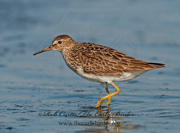Calidris melanotus  PECTORAL SANDPIPER 3009142z