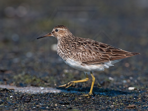 Calidris melanotus  PECTORAL SANDPIPER 3009146z