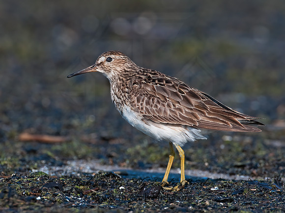 Calidris melanotus  PECTORAL SANDPIPER 3009147z