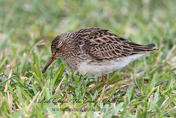 Calidris melanotus  PECTORAL SANDPIPER 3030231z