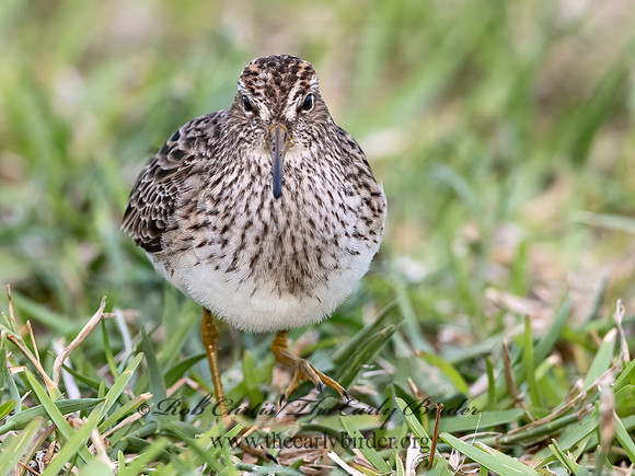 Calidris melanotus  PECTORAL SANDPIPER 3030232z