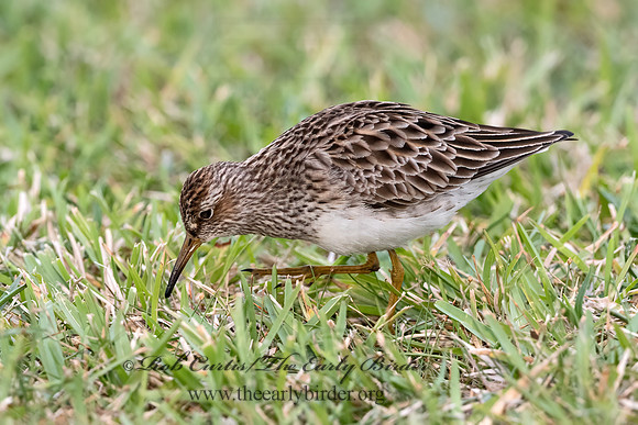 Calidris melanotus  PECTORAL SANDPIPER 3030234z