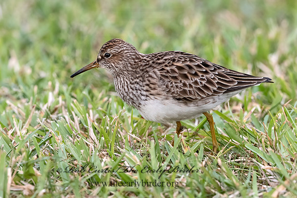 Calidris melanotus  PECTORAL SANDPIPER 3030235z
