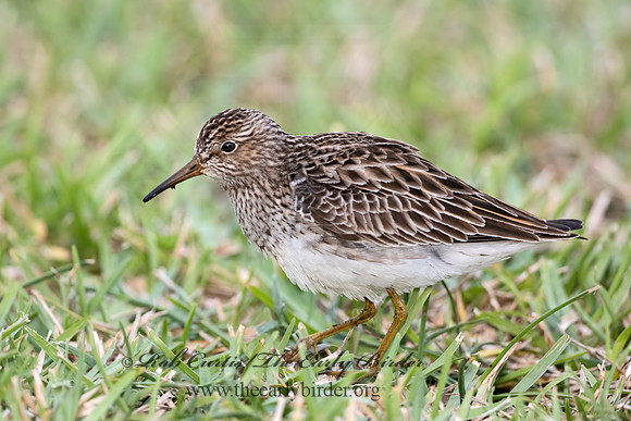 Calidris melanotus  PECTORAL SANDPIPER 3030233z